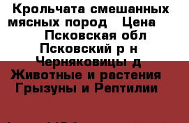 Крольчата смешанных мясных пород › Цена ­ 100 - Псковская обл., Псковский р-н, Черняковицы д. Животные и растения » Грызуны и Рептилии   